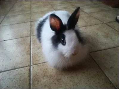 Le lapin est protégé par sa fourrure qui recouvre :