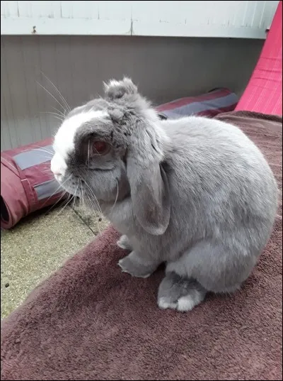 Les lapins ont une sensibilité à la lumière :