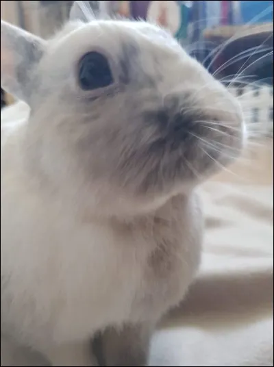 Le museau du lapin est doté de longues vibrisses qui :