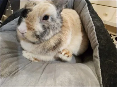 Combien de doigts possède le lapin en tout ?