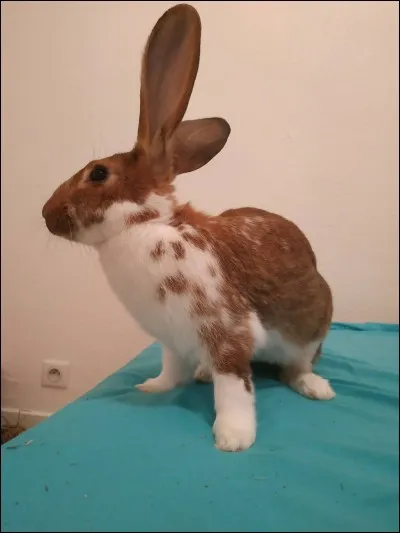 Les déplacements du lapin :