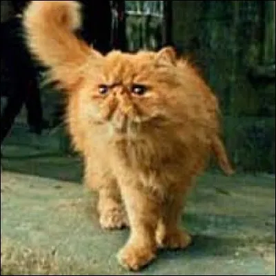 Quel est le nom de son chat ?
