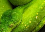 Quiz Les serpents