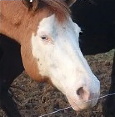 Comment s'appelle ce type de marque sur la t&ecirc;te du cheval ?