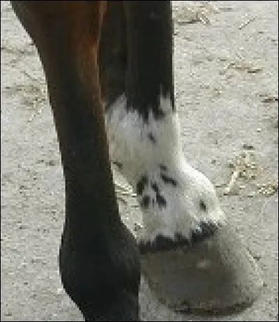 Comment s'appelle ce type de balzane ?