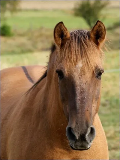 Qu'a ce cheval sur le dos ?