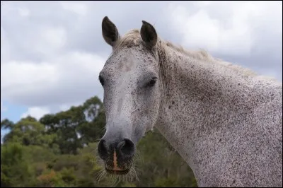 Quelle est la robe de ce cheval ?