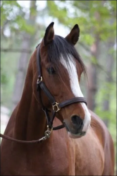 Comment s'appelle ce type de marque sur la t&ecirc;te du cheval ?