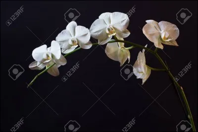 Question nature : quelle est cette plante ?