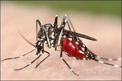 Le moustique est un animal qui :