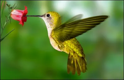 Un animal ou un insecte qui se nourrit de nectar est ou peut être :