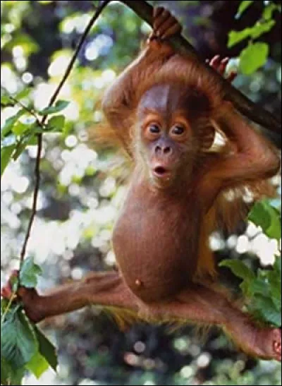 Les singes les plus proches de l'homme en intelligence sont :