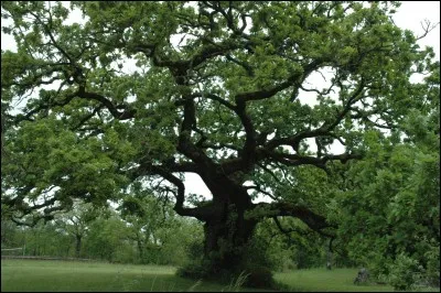 Question nature - Quel est cet arbre ?