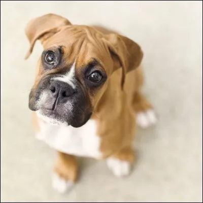 De quelle couleur sont-ils le plus souvent ?