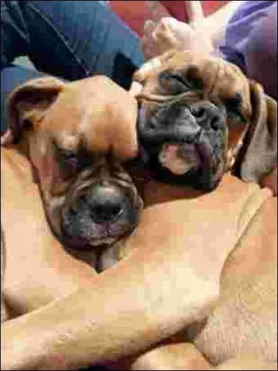 Faut-il leur faire beaucoup de câlins ?