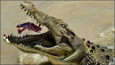 Quel est cet animal ?