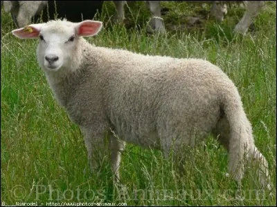 Quel est cet animal ?