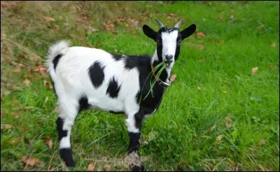 Quel est cet animal ?