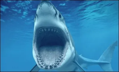 Quel est cet animal ?