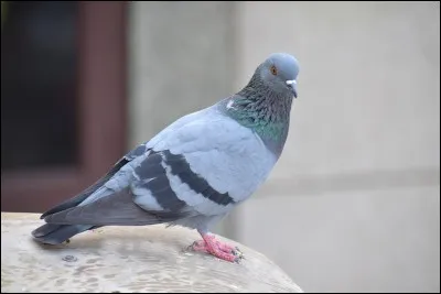 Quel est cet animal ?