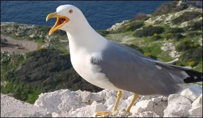 Quel est cet animal ?