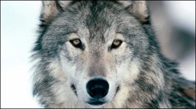 Quel est cet animal ?