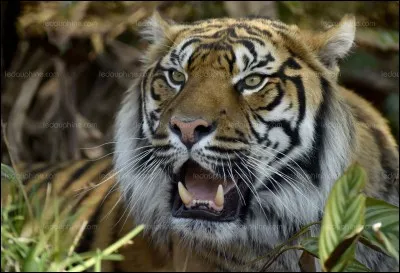 Quel est cet animal ?