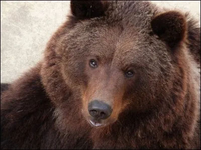 Quel est cet animal ?