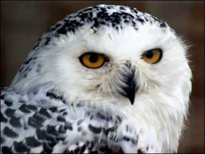 Peut-on amener un animal à Poudlard ?