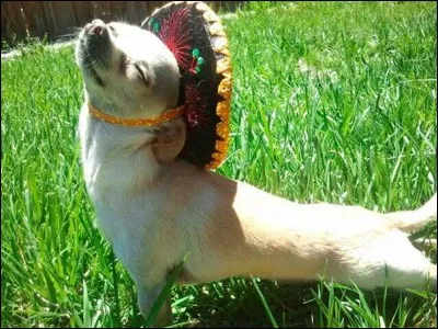 Heureusement, il n'a pas de poncho mais il n'a pas oublié son sombrero : O sole mio. Une recherche sur photo dans Google donne cinco de mayo dog. C'est que, pour cette race de chiens, existe un important festival, pour le Cinco de Mayo à la fondation Si Se Puede, en Arizona.
Quelle race y fête-t-on, chien aux pattes courtes, pas reconnu pour sa vitesse mais dont le gagnant est el perro mas rapido.