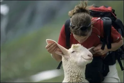 Oh moi quand l'on me prend par les oreilles, encore un peu s'il te plaît. Son psychologue, celui qui disait qu'il avait la capacité d'apprentissage d'un animal domestique, lui a dit de s'accorder, chaque journée, quelques instants de pur bonheur.
Quel est ce seul fabriquant pure laine ?