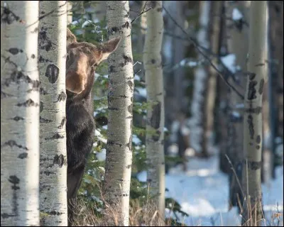 L'élan d'Amérique est un animal prudent, qu'on voit peu parce que dès qu'il est dérangé, il s'éloigne. Il a des oreilles très sensibles : on le voit ici, au moindre signe de danger, elles se dressent pour capter les ondes sonores. Il ne possède pas une bonne vue mais il a l'odorat fin, ce qui lui permet de sentir la présence d'animaux sans les voir, ce qui est manifestement le cas ici.
Son nom ?