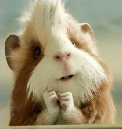 Adorable n'est-ce pas cette photo ? Ce futé petit rongeur, doté d'un tempérament doux et calme, semble disposé à faire plusieurs promesses pour demeurer ami. Une recherche sur image dans Google donne : ''Guinea pig saying please''.
Il vous faut identifier ce charmant petit animal auquel nous faisons allusion.