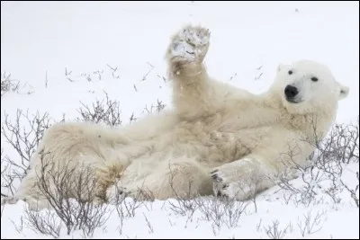 ''Ciao'' est de la même famille que le petit du début. La recherche Google donne : ''Polar bear waving.'' Ils ont une façon d'agiter la main (patte) grande ouverte pour saluer, ce qui fait vraiment cool. Lui en plus, il est étendu très confortablement : on ne lui dira pas ce que les environnementalistes lui prédisent, comme avenir.
Le copain sur la photo, c'est quoi au juste comme animal ?