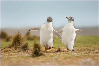 On se sent soudainement si léger : voyez ces 2 copains qui s'en vont, main dans la main. Cependant, cela ne se peut pas, parce qu'ils n'ont pas de main, parce que ce sont des…