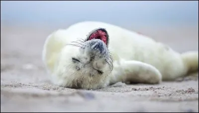 Alors que moi j'y vois la détente totale, Google raconte : ''White grey seal baby is relaxing with wide open mouth, is tired. '' Même s'il abandonne toute défense, on ne peut conclure que c'est parce qu'il est fatigué : moi je dis qu'il s'abandonne à la béatitude. Je m'endors dans les bras de Morphée.
Vous vous feriez certainement un copain de ce…