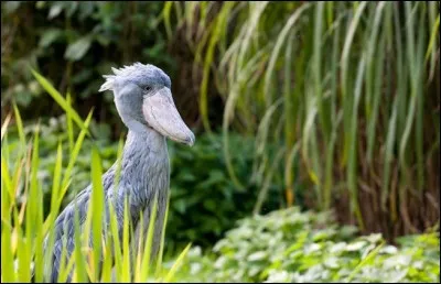 Une recherche sur image dans Google donne : ''Subtle-Smile-Shoebill Gull''. Certains sourires, comme celui de l'individu sur la photo (Photo Milestoned flickr), ont, je ne sais quoi, de très subtils. Il tire évidemment son nom de la forme assez spéciale de son énorme bec. Observez mais ne riez pas, elle va s'envoler.
Choisissez ce nom que vous n'oublierez jamais plus.