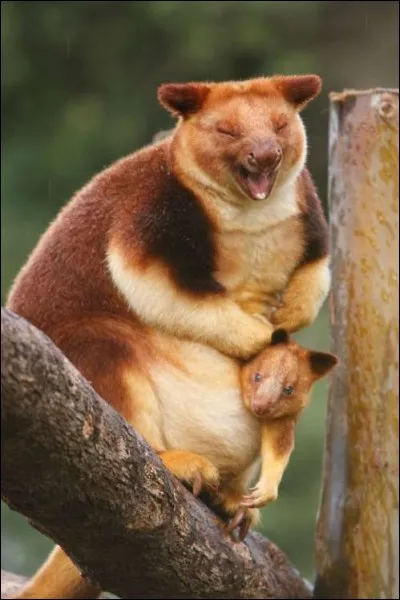 C'est le plus gros mammifère arboricole de son pays. Entre vous et moi, s'il n'est pas en train de rire, il en fait une sacré belle imitation.
Nommez ce kangourou des arbres que la perte de son habitat et la chasse ont malheureusement poussé au bord de l'extinction ?