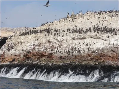 Quel est le nom de ces îles sises dans le parc naturel de Paracas et qui constituent une réserve ornithologique ?