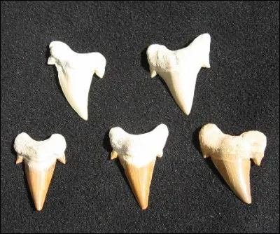 Qui est Dents de Requin ?