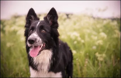 Quel est ton animal favori ?