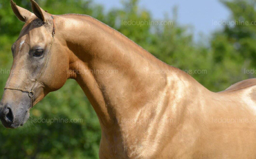 Quiz Galop 2