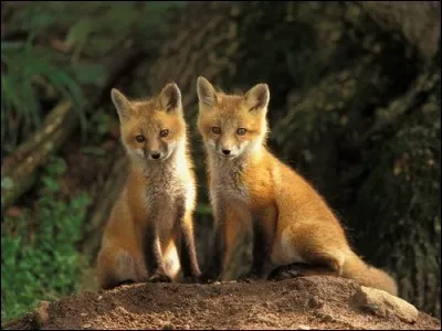 A quelle famille appartient le renard ?