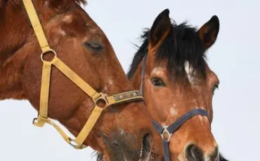 Quiz Galop 1