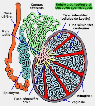 Petite outre prostatique, ou vésicule !
