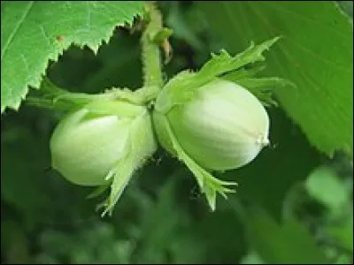 Animal à épargner !