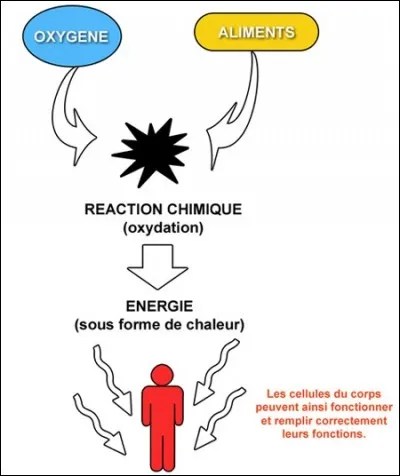 Quels sont les éléments nécessaires à la production d'énergie du corps humain ?