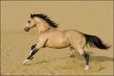 Quelle est cette race ?