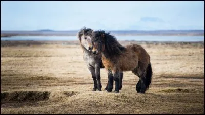 Quelle est cette race ?