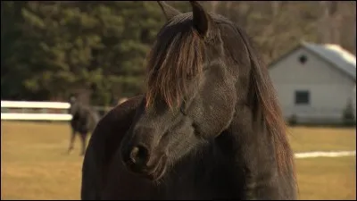 Quelle est cette race ?